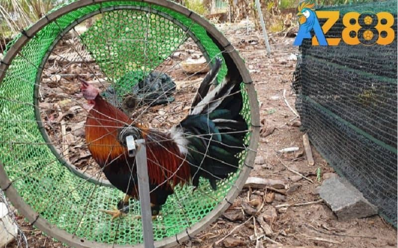 Bài tập chạy lồng giúp gà nâng cao sức bền Bài tập chạy lồng giúp gà nâng cao sức bền