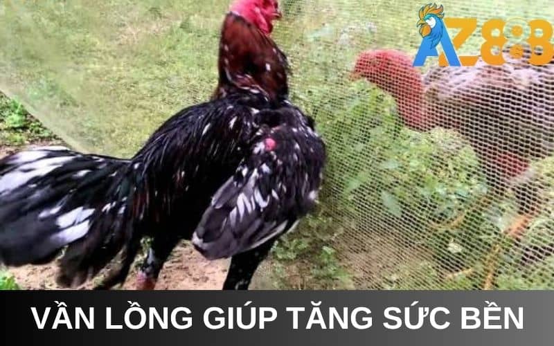 Cách vần gà chọi bằng lồng giúp tăng sức bền Cách vần gà chọi bằng lồng giúp tăng sức bền