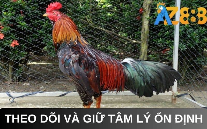 Cần duy trì tâm lý ổn định cho chiến kê Cần duy trì tâm lý ổn định cho chiến kê