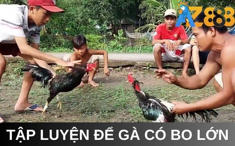 Cần tập luyện theo từng giai đoạn trong khi nuôi gà đá bo lớn Cần tập luyện theo từng giai đoạn trong khi nuôi gà đá bo lớn