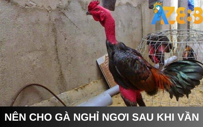 Cho gà nghỉ ngơi hợp lý sau khi áp dụng vần gà Cho gà nghỉ ngơi hợp lý sau khi áp dụng vần gà