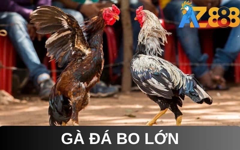 Gà đá bo lớn là những chiến kê có khả năng chịu đòn Gà đá bo lớn là những chiến kê có khả năng chịu đòn