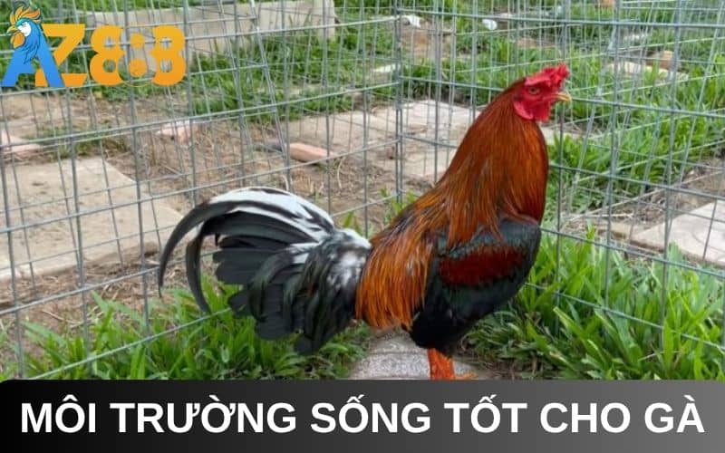 Môi trường sống tốt là điều kiện hàng đầu để nuôi gà đá bo lớn Môi trường sống tốt là điều kiện hàng đầu để nuôi gà đá bo lớn