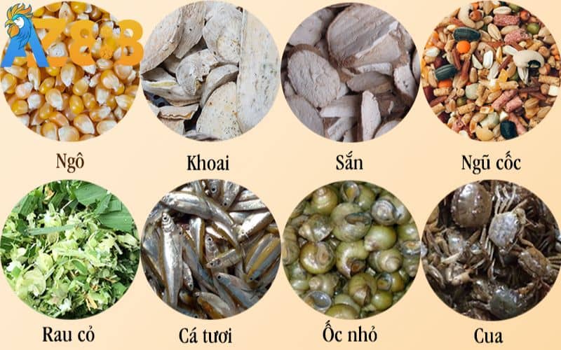 Nên kết hợp dinh dưỡng và nghỉ ngơi sau khi gà tập lực Nên kết hợp dinh dưỡng và nghỉ ngơi sau khi gà tập lực
