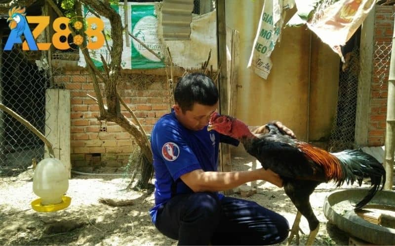 Nhồi gà giúp rèn luyện khả năng phản xạ nhanh Nhồi gà giúp rèn luyện khả năng phản xạ nhanh