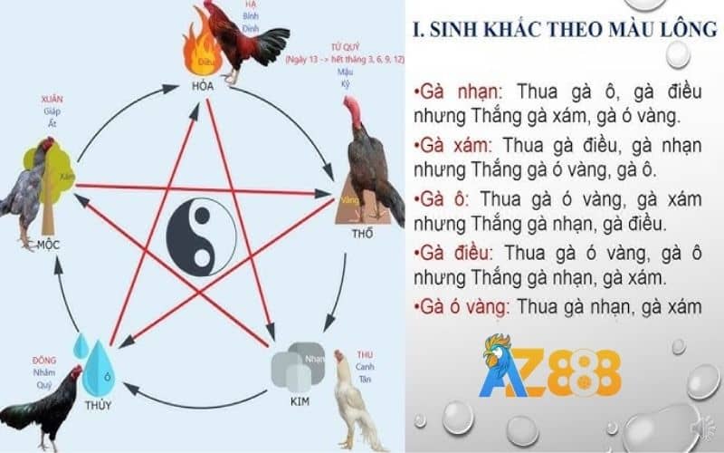 Phân tích màu mạng để chọn gà có khả năng thắng Phân tích màu mạng để chọn gà có khả năng thắng