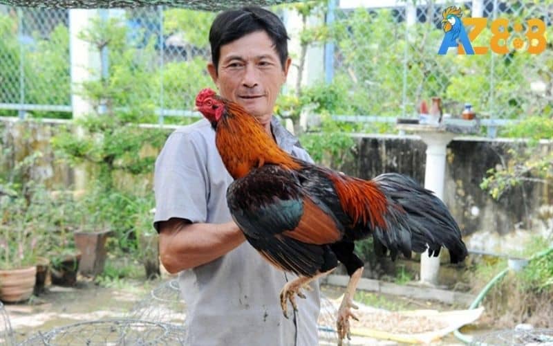 Phân tích ngoại hình chiến kê qua vẻ bề ngoài Phân tích ngoại hình chiến kê qua vẻ bề ngoài