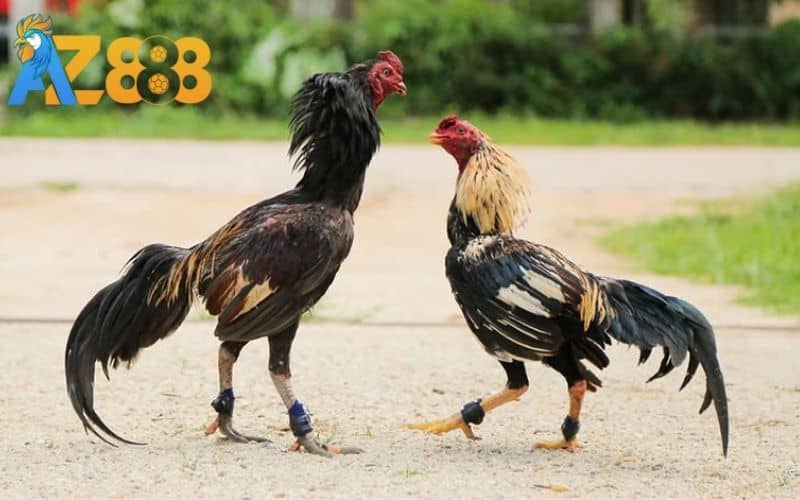 Tập lực cho gà đá giúp tăng sức mạnh trong thi đấu Tập lực cho gà đá giúp tăng sức mạnh trong thi đấu