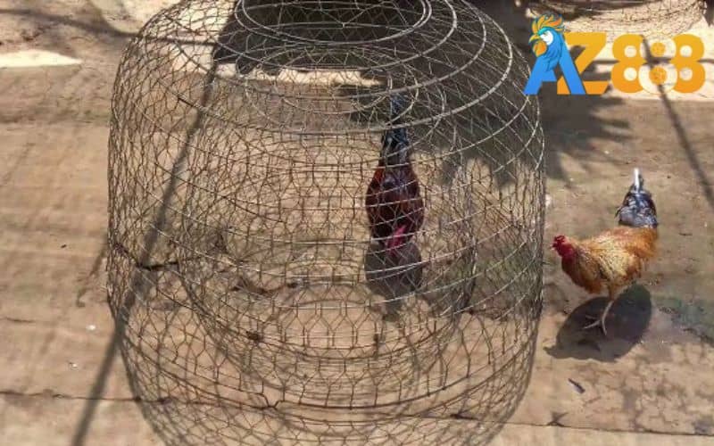 Tập trong vòng hẹp giúp gà tăng độ linh hoạt Tập trong vòng hẹp giúp gà tăng độ linh hoạt