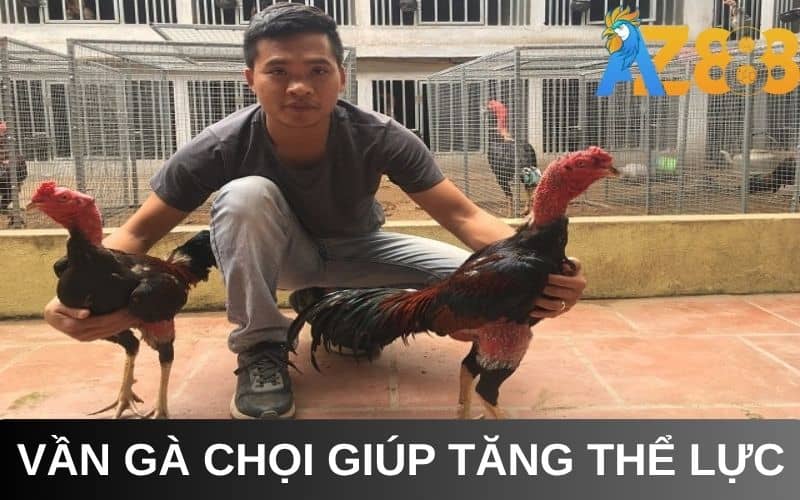 Vần gà chọi là phương pháp huấn luyện thể lực Vần gà chọi là phương pháp huấn luyện thể lực