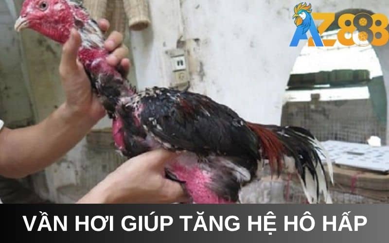Vần hơi giúp phát triển hệ hô hấp cho gà chọi Vần hơi giúp phát triển hệ hô hấp cho gà chọi